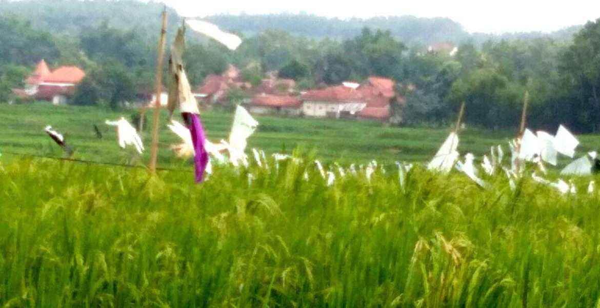 Serangan Hama Burung Pipit, Resahkan Para Petani