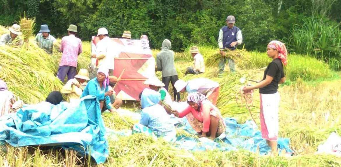 Warga Tuwek Rajah Bergotong Royong Dalam Rangka Panen Padi