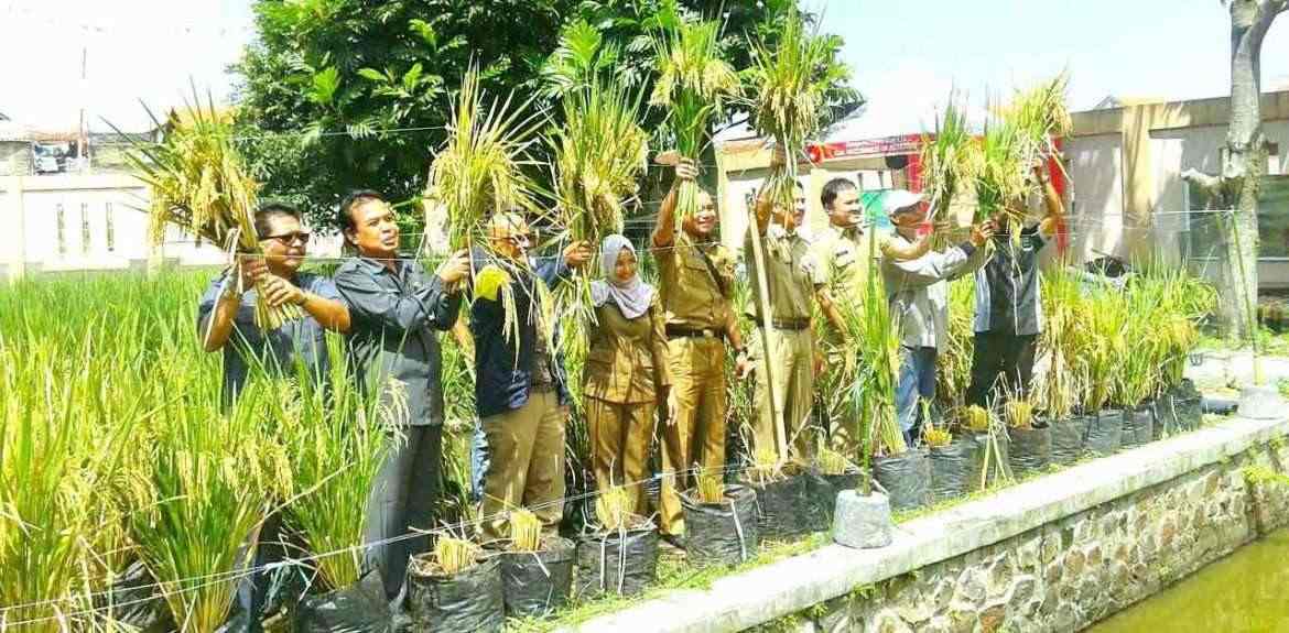 Pemkot Cimahi Resmikan Padi Duriat