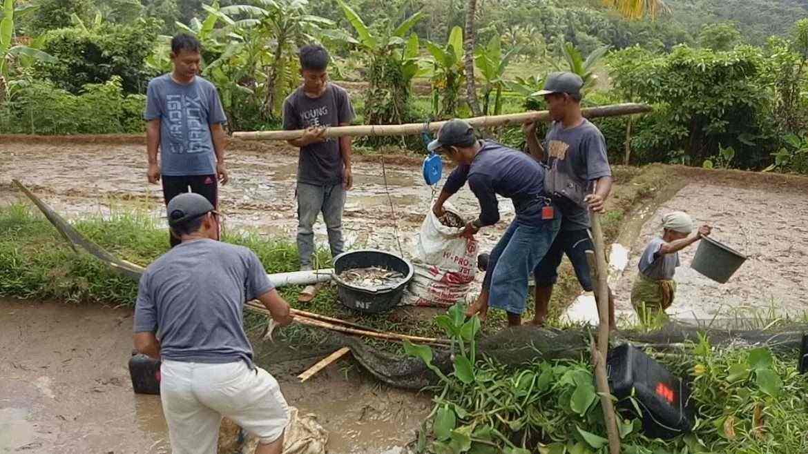 Budidaya Ikan Patin Cukup Menjanjikan