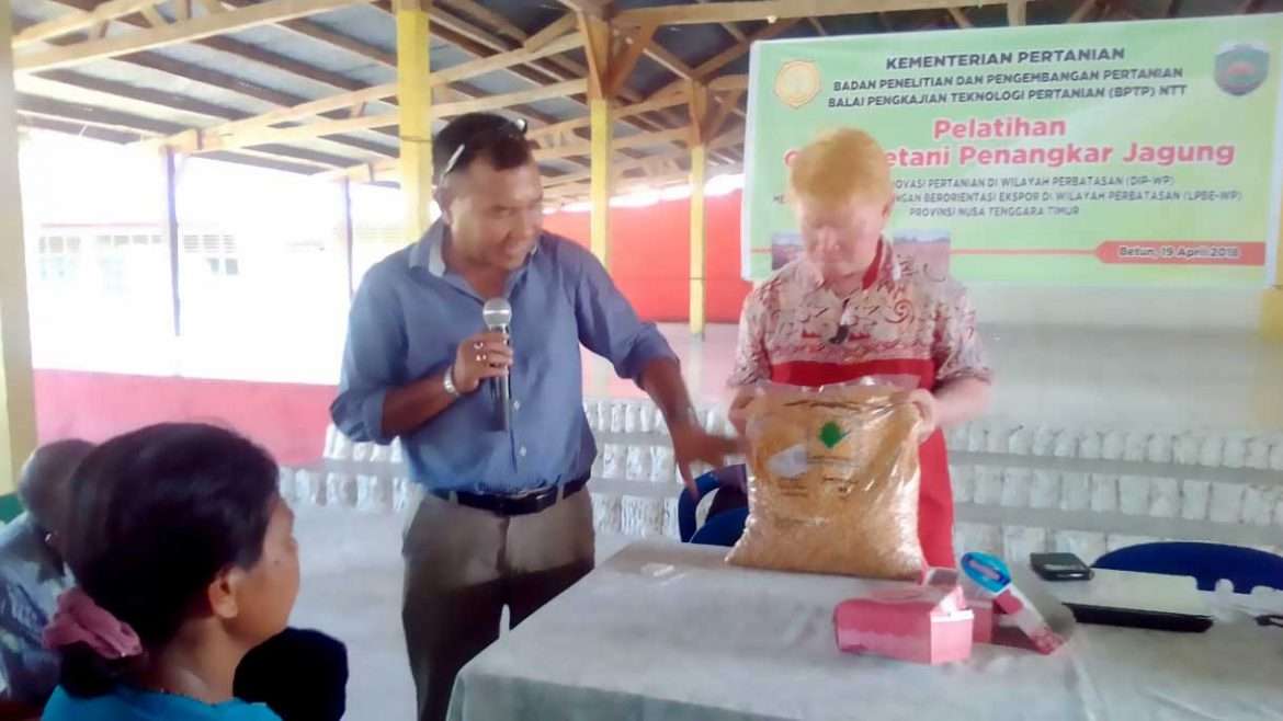 Malaka Siapkan Calon Petani Penangkar Benih Jagung