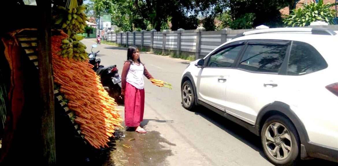 Pulang Sekolah, Siswi SD Jajakan Wortel pada Wisatawan TSI