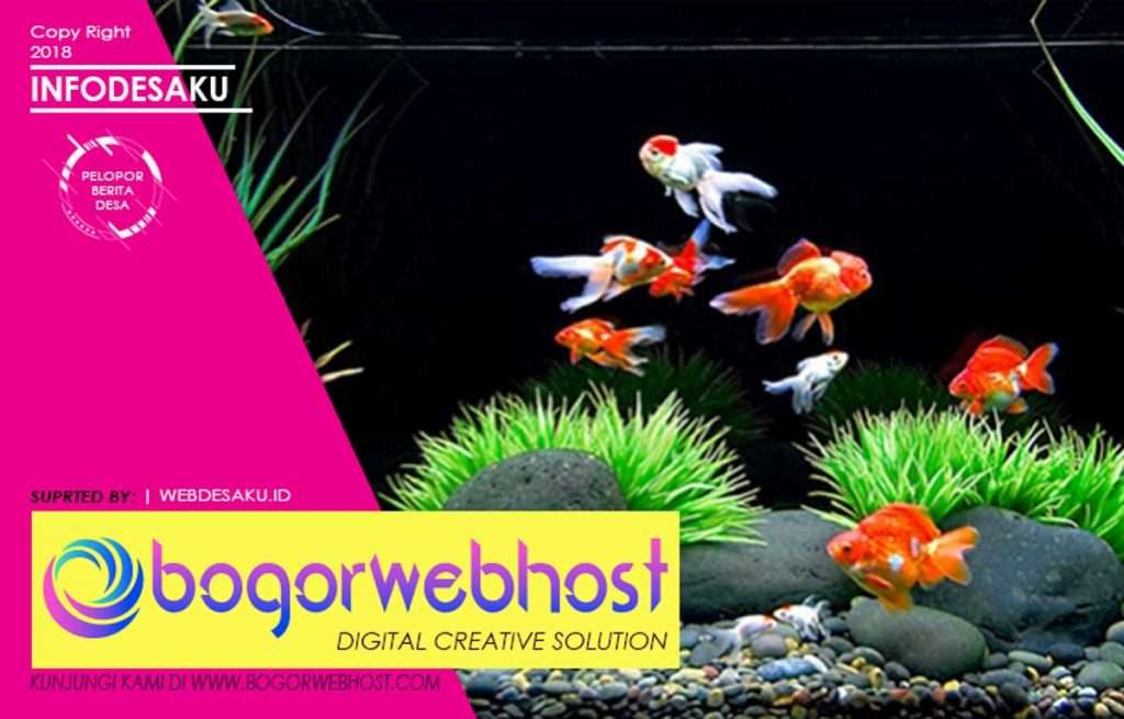 90 Koleksi Aksesoris Aquarium Ikan Mas Koki HD Terbaru