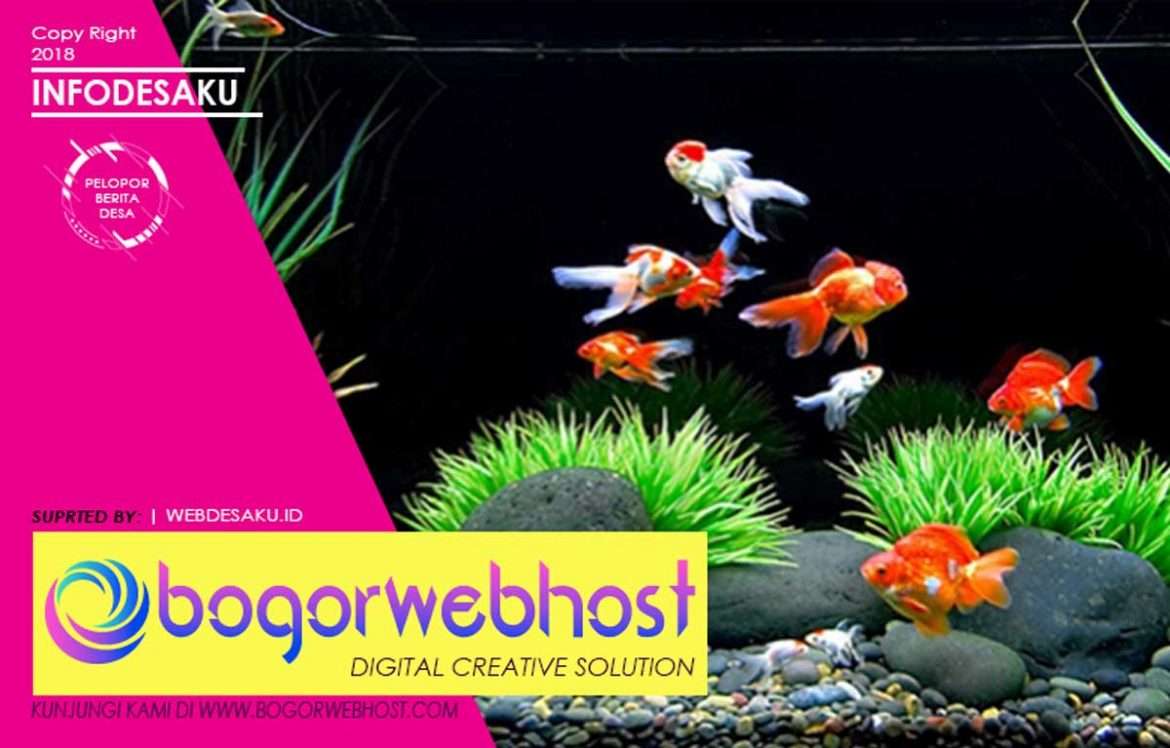 98 Cara Membuat Aquarium Ikan Mas Koki Gratis Terbaik