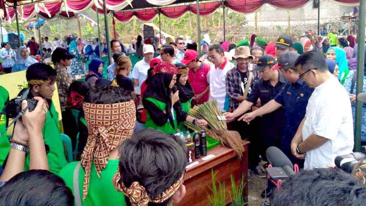 Panen Raya Padi Organik Di Desa Kutawaringin