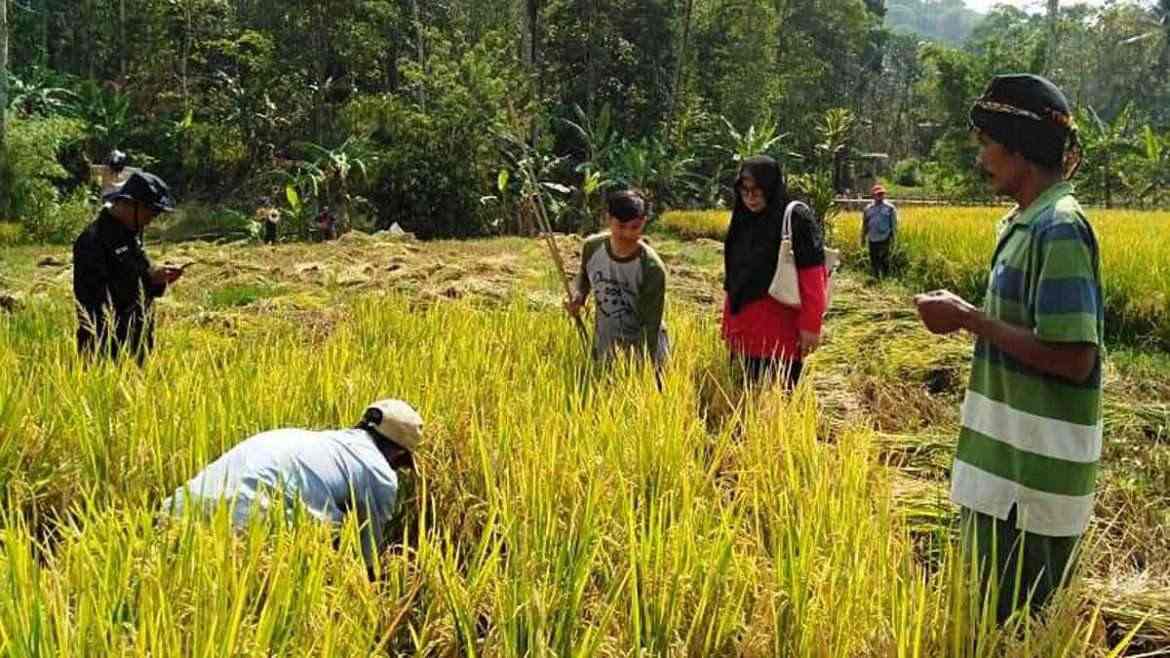 Poktan Rahyu Desa Nangka Panen Padi Ubinan