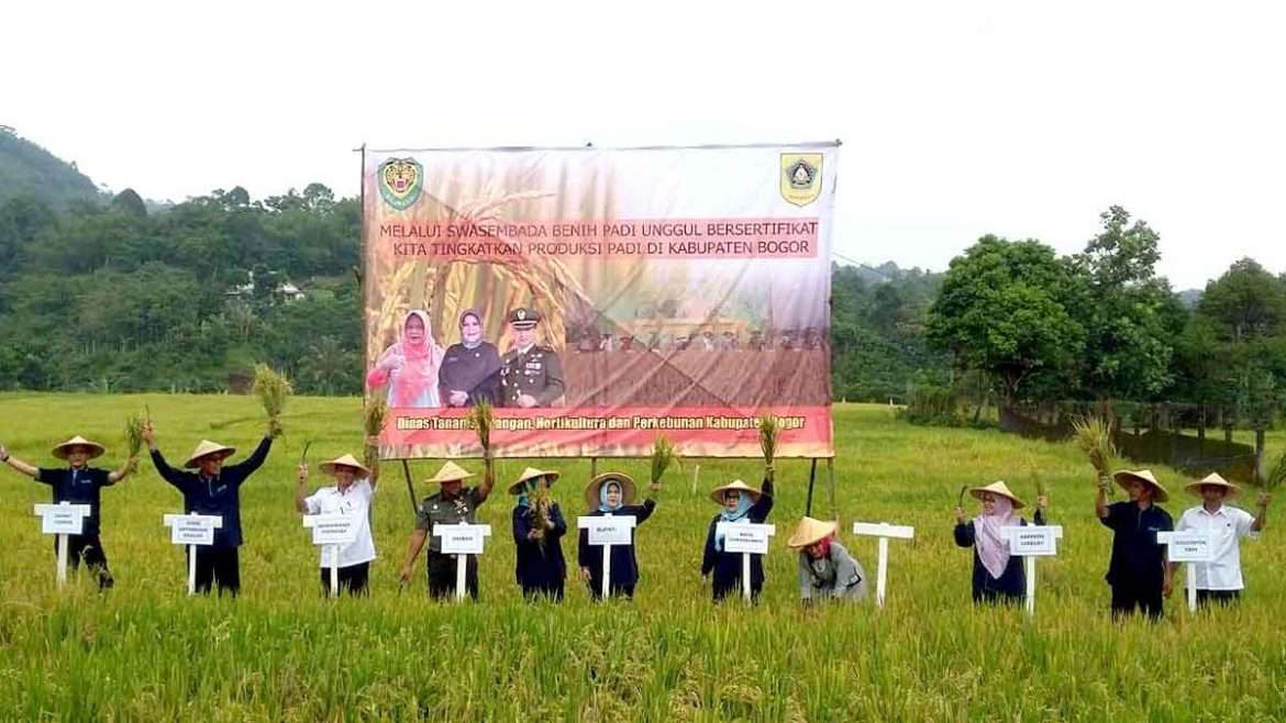 Bupati Bogor Bersama Dandim 0621 Kabupaten Bogor Panen Raya Padi di Desa Cijeruk