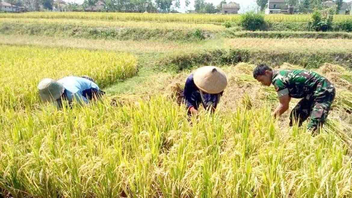 Babinsa Lembah Sigap Bantu Petani Panen Padi Secara Manual