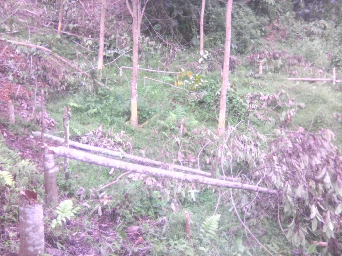 Oknum Penggarap Diduga Serobot Lahan Hutan Lindung Kawasan Mata Air Cijaha
