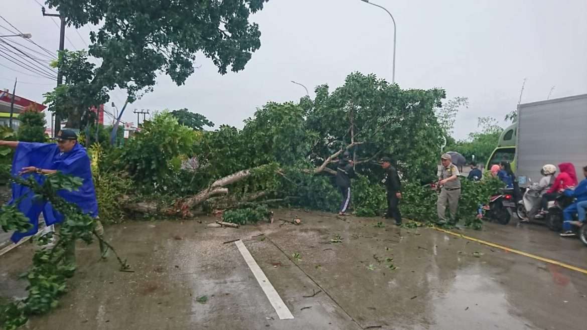 Kapolsek Cijeruk, Satpol PP Evakuasi Pohon Tumbang 