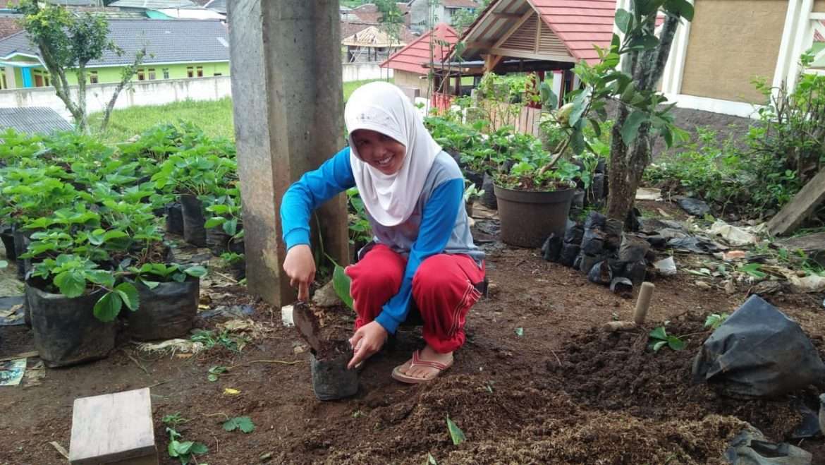 Manfaatkan Halaman Rumah Jadikan Lahan Ekonomi, Produksi Bibit Strawbery