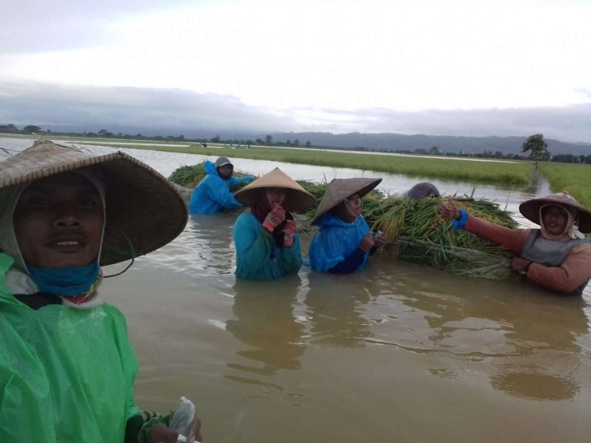Banjir Diduga Dampak Penambangan Gunung Kendeng, Kerugian Petani Hari Ini Mencapai 6 Milyar