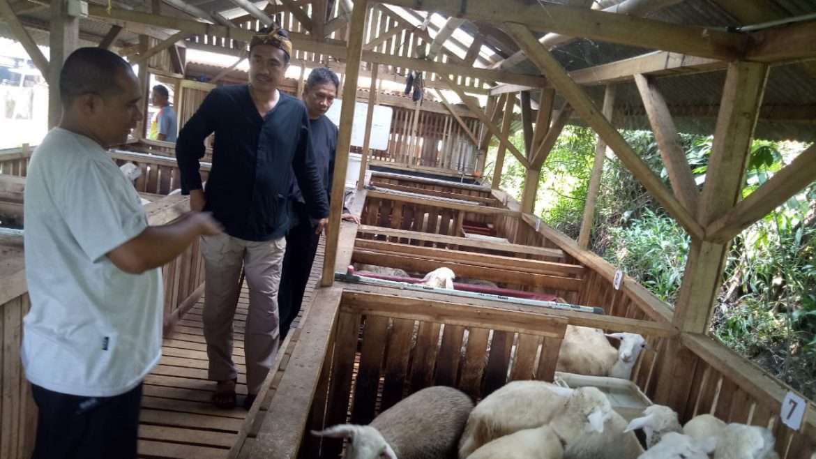 Menggiurkan Bisnis Penggemukan Domba Berbasis Kemitraan