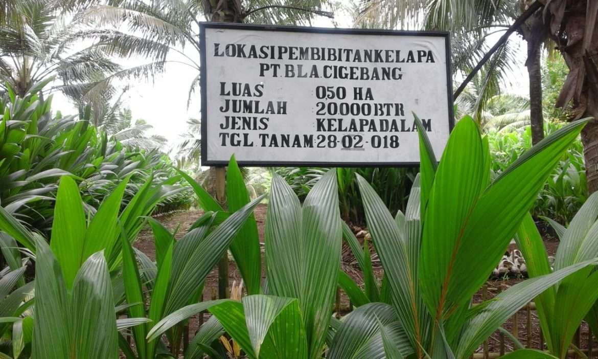 Puluhan Ribu Bibit Kelapa Jenis Dalem Cigebang Belum Bisa di Tanam