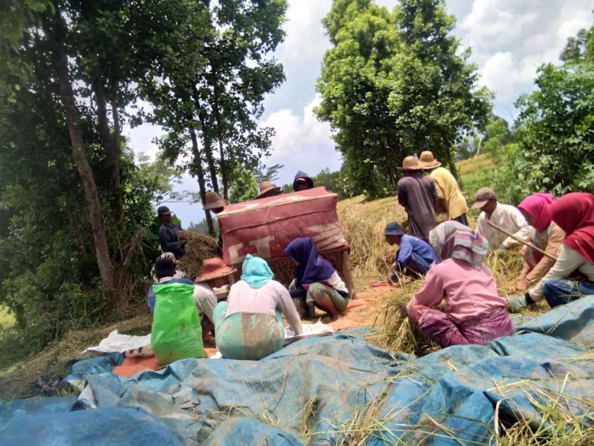 Suasana Keakraban Terjalin Saat Panen Raya Padi di Sawah
