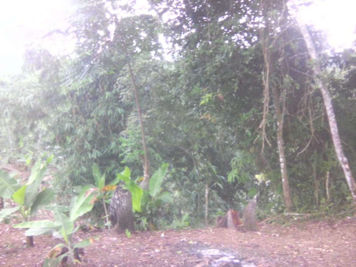 Warga Pasir Peteuy Geram Terhadap Oknum Penyerobot Lahan Hutan Lindung Mata Air