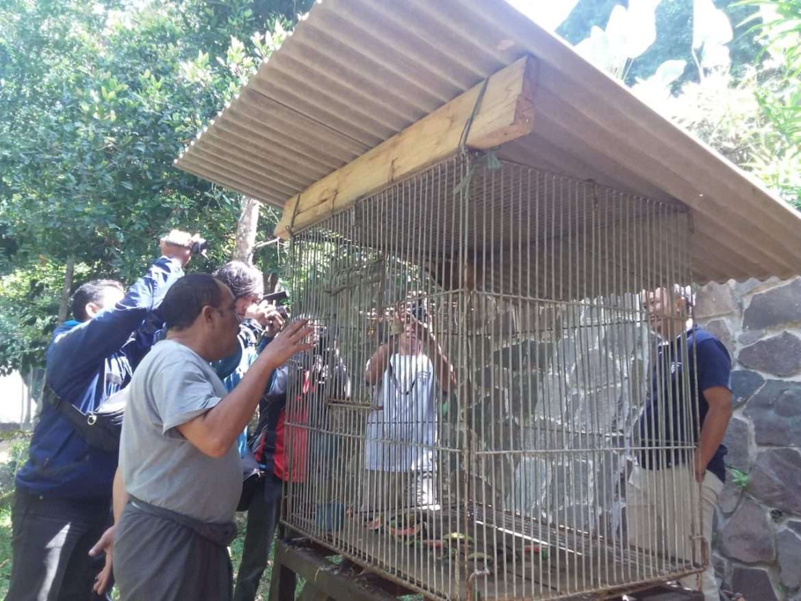 Temuan Hewan Kukang Jawa Diserahkan Gerakan Hejo ke BKSDA Jabar