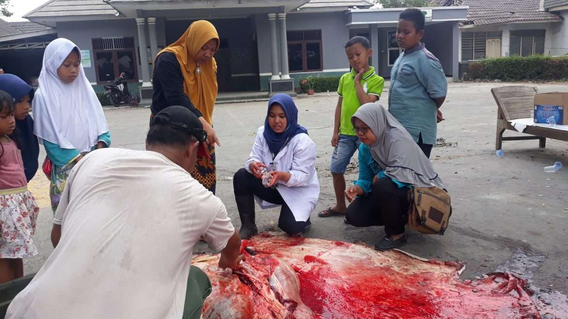 Petugas Kesehatan Temukan Cacing Hati Pada Hewan Qurban
