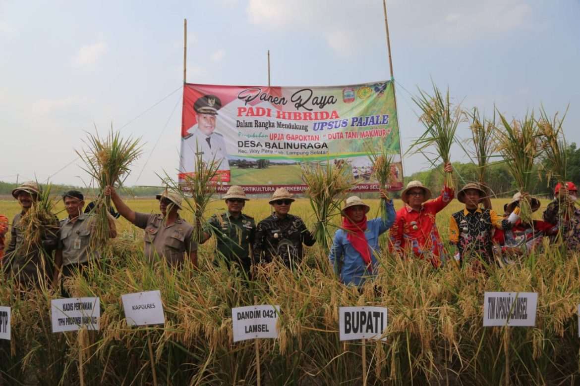 Panen Raya Padi Hibrida Ditengah Musim Kemarau