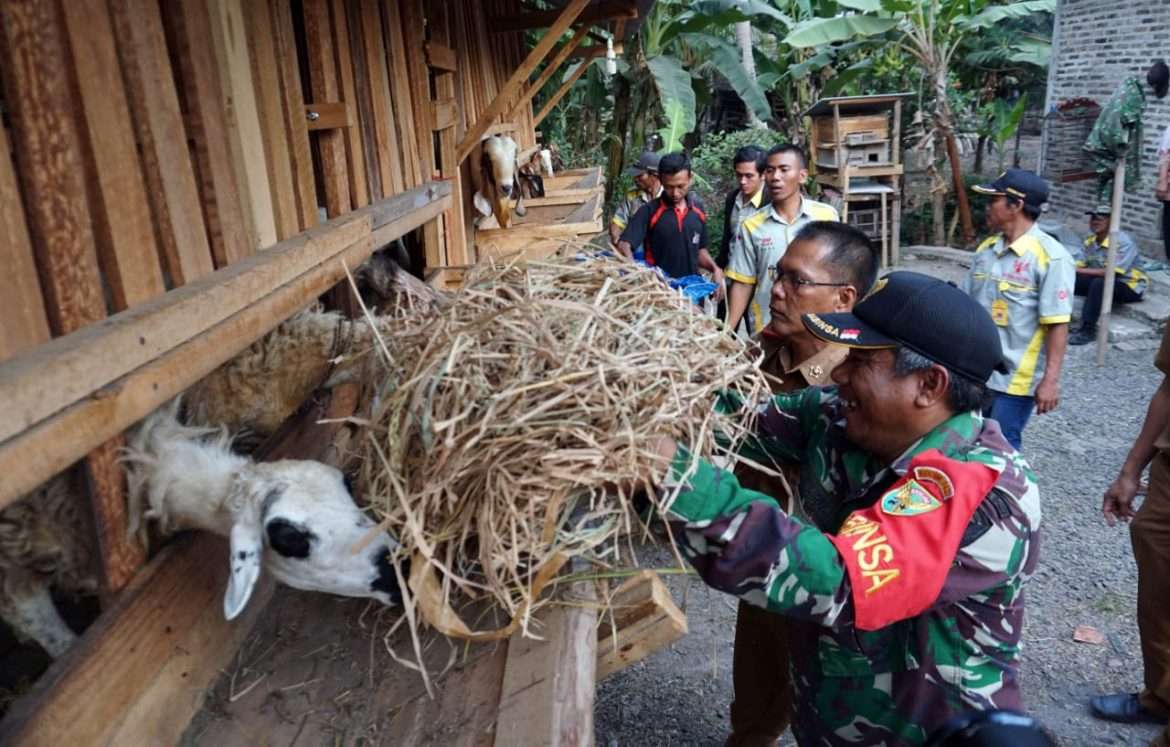 Musim Kemarau, Sertu Zulkarnaen Ciptakan Inovasi Buat Pakan Ternak Dari Sampah