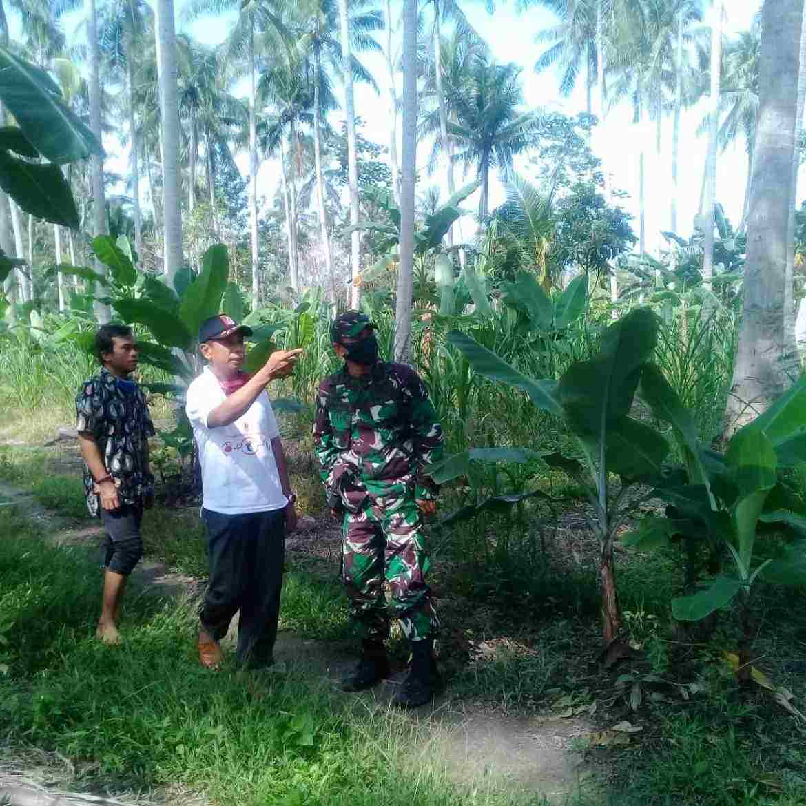 Program Kelorisasi Pekarangan Kodim 0421/Lamsel Upaya Atasi Stanting