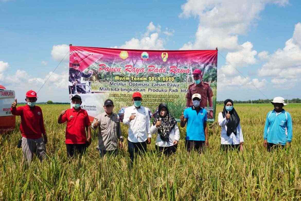 Ditengah Pandemi Covid-19, Program Sukses Panen Raya Lampung Selatan Serasi