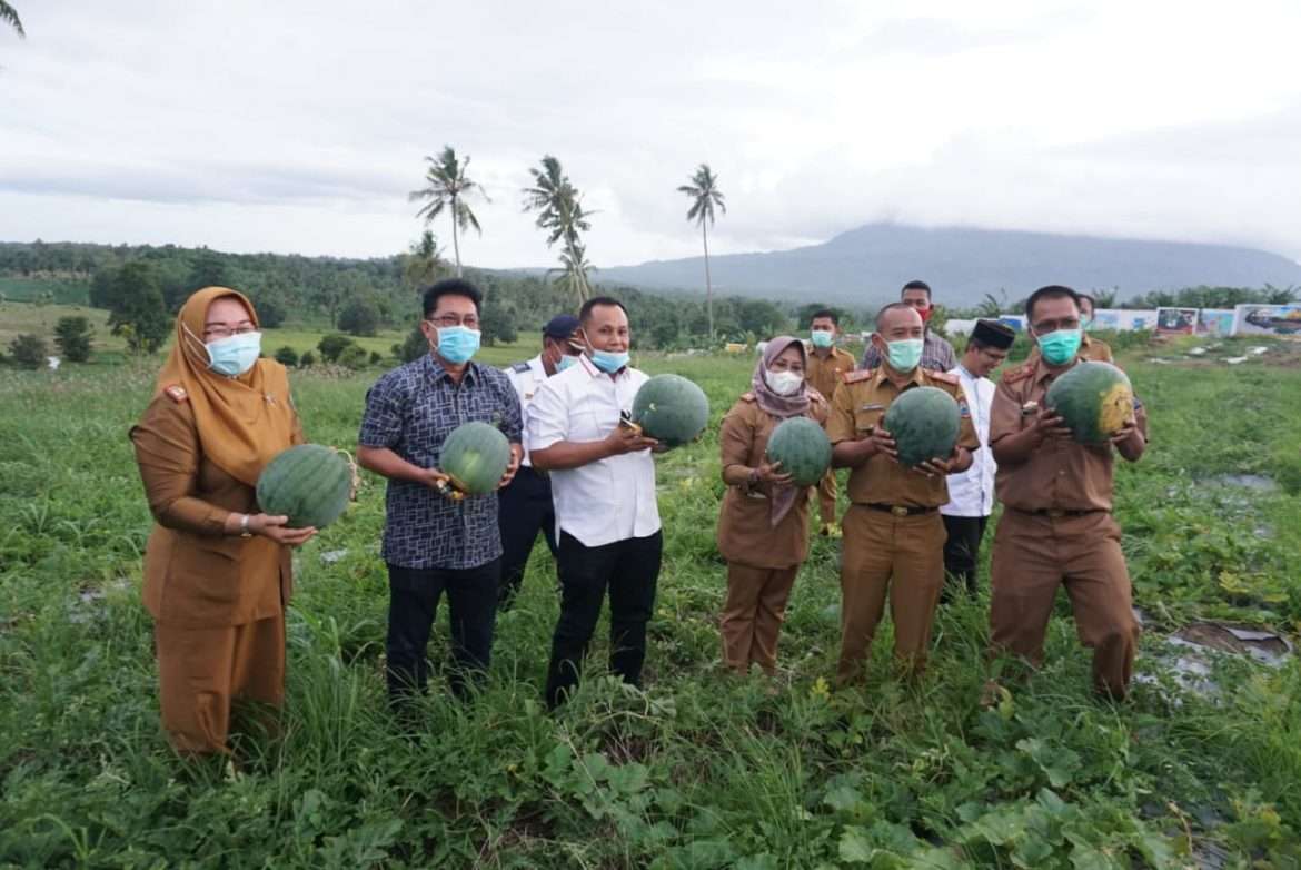 Nanang Ermanto Panen Buah Semangka, Bibit: Lima Bulan Dua Kali Panen